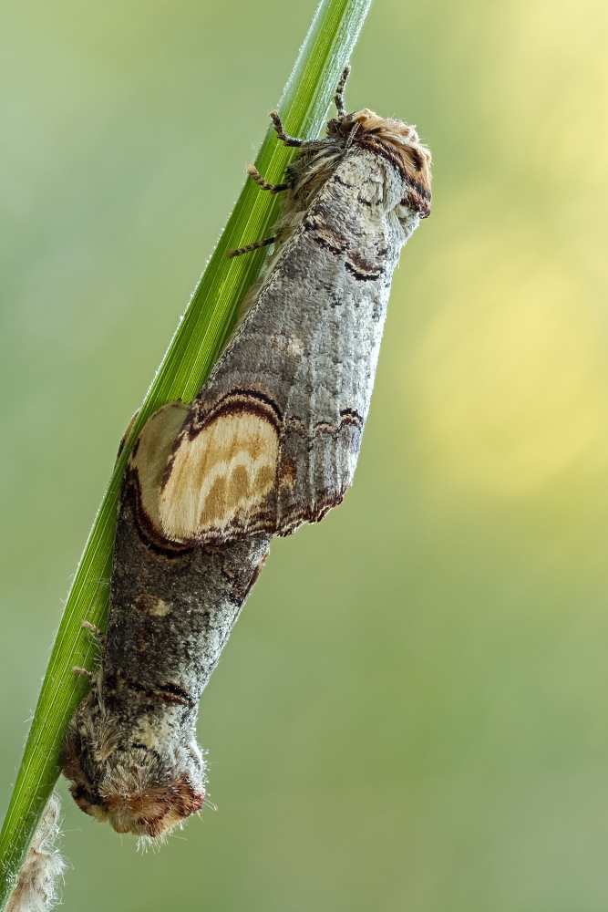 Naroznica zbrojowka (Phalera bucephala) (9)